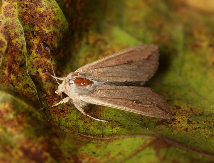 Molto comune,poco nota: Mythimna unipuncta (Noctuidae)